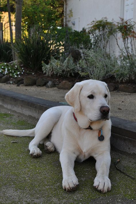 Milo puppy Lil Tony, Labrador Training, English Labrador, Black Labrador Dog, White Labrador, Yellow Labs, Puppy Treats, Lab Dogs, Labrador Retriever Puppies