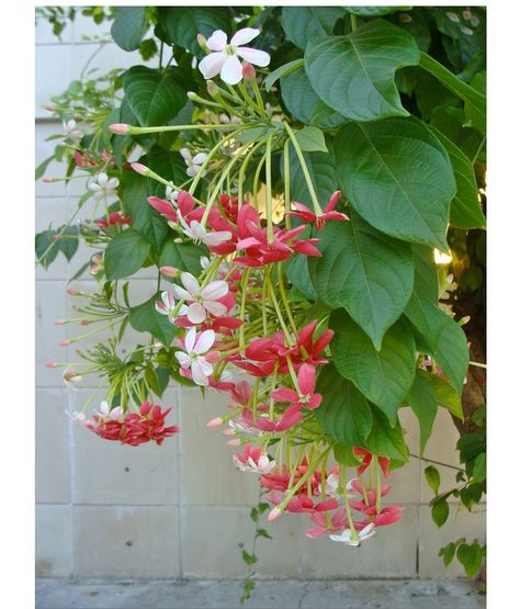 A fragrant flowering vine is a vital component of any Indian garden. The fast-growing tropical vine on the veranda wall at the Palácio de De... Indian Garden Plants, Indian Flowering Plants For Balcony, Indian Plants Gardens, Madhumalti Plant In Balcony, Madhumalti Flower, Indian Flowers Plants, Indian Garden Ideas, Madhumalti Plant, Climbers Plants