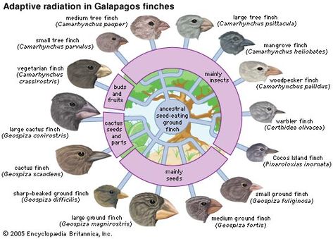 The patterns of species #diversity in an area or at any one time are set by some combination of three factors: chance, history and necessity.  *species sometimes can be defined as a group of individuals that can mate with one another but not with members of other groups. New species of organisms therefore arise when they become sexually incompatible with other groups. Taxonomic Classification, Cichlid Fish, School Biology, Finches Bird, Physics Teacher, Theory Of Evolution, Ap Biology, Exhibit Design, Natural Selection