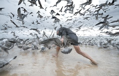 birds attack A break at work to play with the gulls. Fisherman of "arte xávega" - Costa de Caparica Bird Attacking, Biting People, Bird Attack, Ww1 Art, Santa Cruz California, Frequent Flyer Miles, Falling From The Sky, Backyard Birds, Alfred Hitchcock