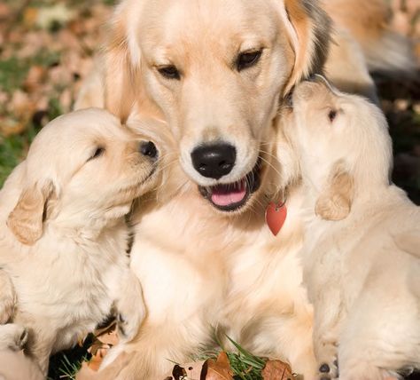 Their mom thinks so too. | Community Post: 28 Pictures Of Golden Retriever Puppies That Will Brighten Your Day Puppy Kisses, Love My Dog, Puppy Photos, Dog Activities, Golden Retriever Puppy, Retriever Puppy, Dogs Golden Retriever, Retriever Dog, On The Ground