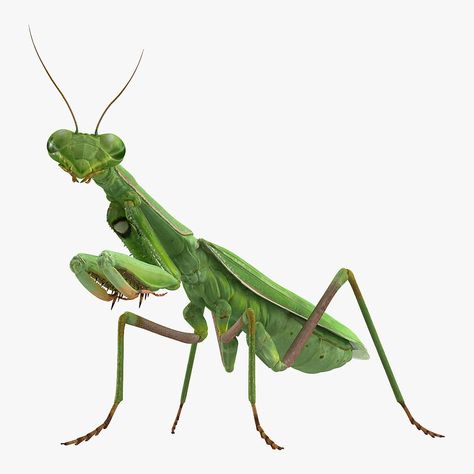 Mantis Religiosa Large Hemimetabolic Insect 3D Model #AD ,#Large#Religiosa#Mantis#Model Max On, Low Poly, 3ds Max, Royalty, Royalty Free, Models