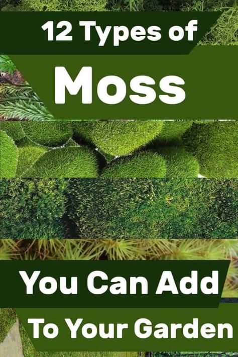 Moss Lawn, Types Of Moss, Growing Moss, Moss Plant, Moss Garden, Alam Yang Indah, Zen Garden, Shade Garden, Growing Plants