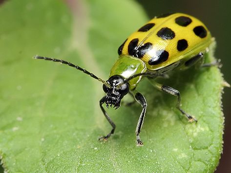 coleoptera/ chrysomelidae. cucumber beetle. Diabrotica undecimpunctata [c/o] Memory Garden, Zucchini Plants, Squash Bugs, Flea Beetles, Cucumber Beetles, Insect Spray, Plant Pests, Japanese Beetles, Garden Insects