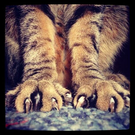 Cat claws Paws And Claws, Cat Claws, Tabby Cat, Nature Animals, Beautiful Cats, Lion Sculpture, Animals, Quick Saves, Art