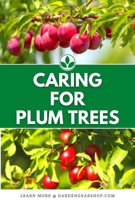 Caring for Plum Trees Pruning Plum Trees, Plum Tree Care, Types Of Plums, Trees In Containers, Japanese Plum Tree, Backyard Raised Garden, Fruit Trees In Containers, Plum Varieties, Fruit Tree Garden