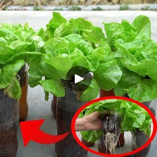 Diy Balcony, Growing Lettuce, Balcony Garden, Hydroponics, Lettuce, Plastic Bottles, Gardening Tips, Plants