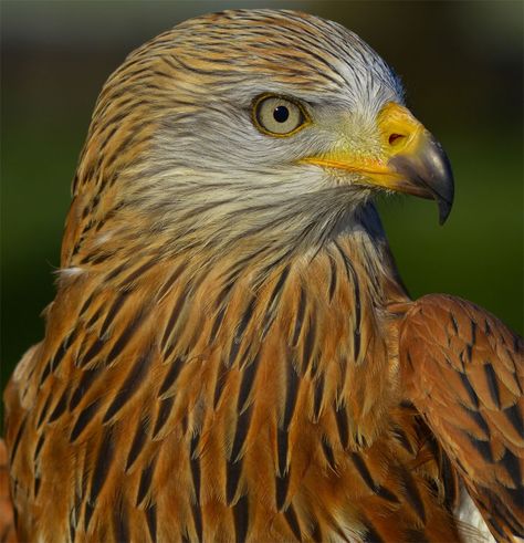 Red Kite | British Bird Of Prey Centre Wales Red Kite Bird, British Birds Of Prey, Bird Of Prey Tattoo, Kite Bird, Tattoo Nature, Animals Tattoo, Red Kite, Wolf Spirit Animal, Bird Of Prey