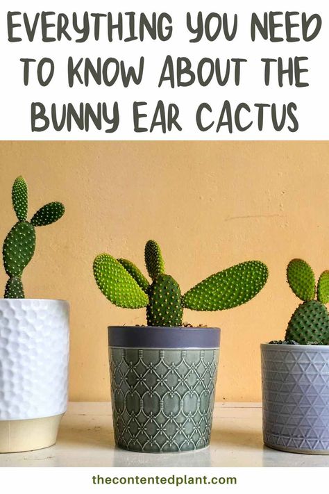 Everything you need to know about the bunny ear cactus-pin image Bunny Ear Cactus, Cactus Care, Prickly Pear, The Bunny, Bunny Ears, Plant Collection, Bunny Ear, Cactus Plants, For The Home