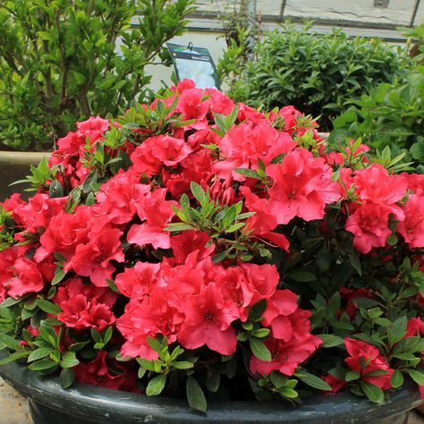 RHODODENDRON_BLOOM_A_THON_RED_REBLOOMING_AZALEA_PW_AZABR_01 Azaleas Care, Azalea Shrub, Trees House, Hgtv Garden, Landscaping Trees, Acid Loving Plants, Zone 7, Garden Container, Red Plants