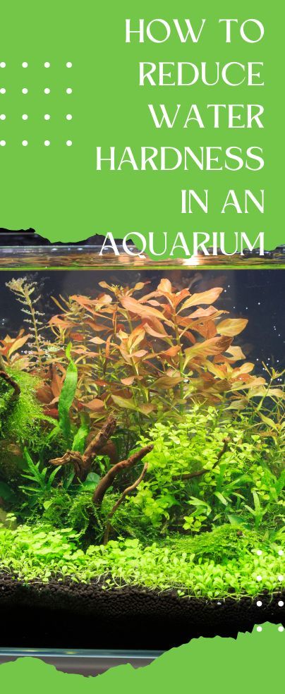 Large Fish Tanks, What Is Water, Fish Garden, Aquarium Maintenance, Aquarium Stand, Diy Aquarium, Aquarium Water, Aquascape Aquarium, Fish Tank Plants