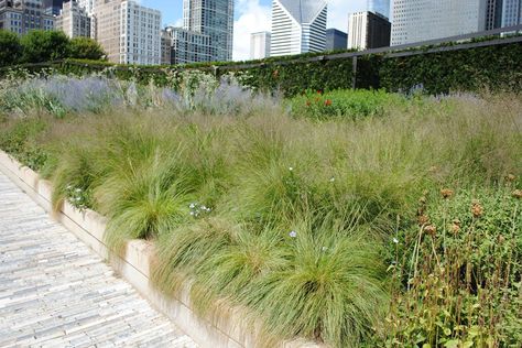 Oudolf ~ High Line, New York, NY.               _/\/\/\/\/\_    prairie dropseed edging Sporobolus Heterolepis, Lurie Garden, Mass Planting, Native Grasses, New York Central Railroad, Native Gardens, Seaside Garden, Linear Park, Planting Design