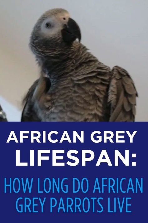 Owning an African Grey Parrot is a significant commitment, primarily due to their long lifespan and specific care requirements.In this article, I look into the various aspects of the African Grey’s life, from their average lifespan in the wild and in captivity to the crucial factors that influence their longevity. Congo African Grey, Parrot Training, Grey Parrot, Habitat Destruction, African Grey Parrot, African Grey, Health Check, Funny Cute Cats, Social Interaction