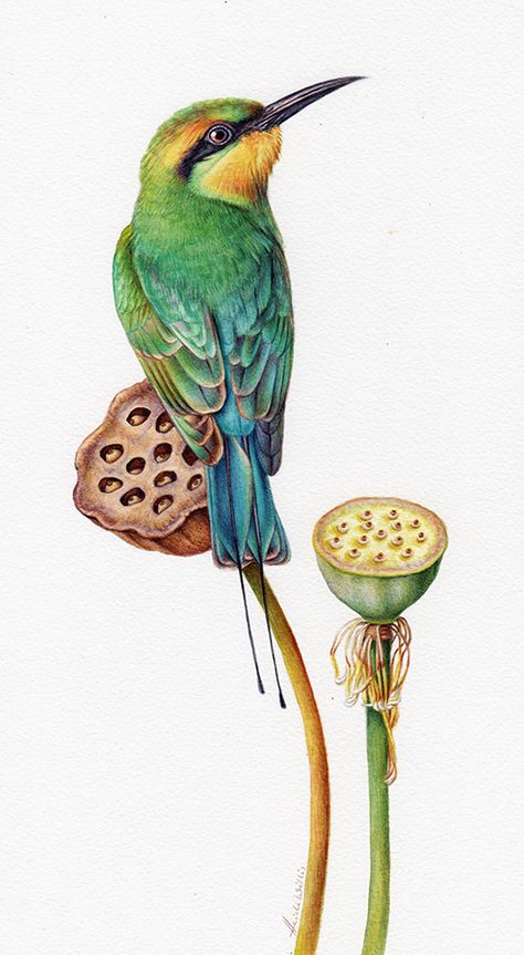 Portfolio - Heidi Willis Watercolour Botanical Illustration, Bird Painting Watercolor, Birds Illustration Drawing, Bird Pictures Art, Watercolor Birds Paintings, Bird Illustration Drawing, Bird Composition, Heidi Willis, Botanical Art Drawing