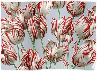 Tulipomania - The Semper Augustus Poster Semper Augustus, Tulips Art, Tulip Bulbs, Tulip Print, Carnivorous Plants, All Flowers, Color Stripes, Manila, Wall Tapestry