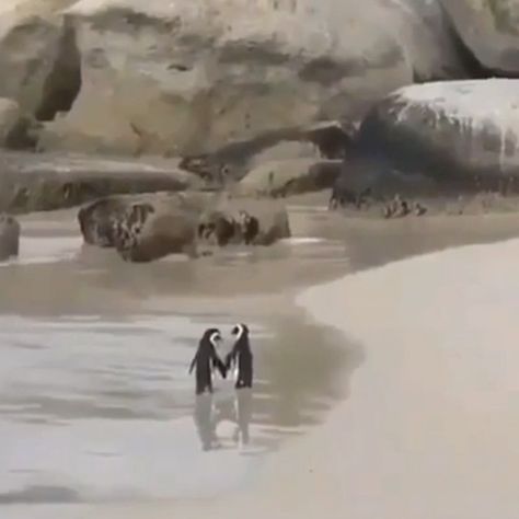 Victoria M 🌺🌷☘️ on Instagram: “Two adorable penguins holding hands.❤️ -  FOLLOW:@beautymeetsdestiny FOLLOW:@beautymeetsdestiny For more awesome content! -…” Penguin Holding Hands, Penguins Holding Hands, Animals Holding Hands, Adorable Penguins, Cute Penguins, Penguins, Holding Hands, Cute Animals, Collage