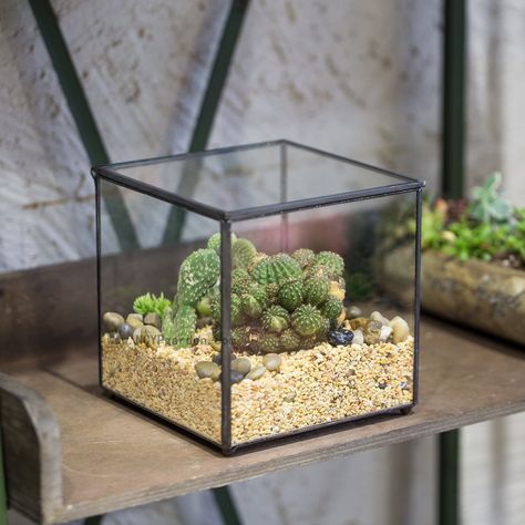 Footed Square Clear Glass Geometric Terrarium Box Succulent Fern Moss Plant Micro Landscape Terrarium Bonsai Flower Pot,Glass Terrarium planters Moss Centerpiece Wedding, Unique Planter Ideas, Glass Terrarium Ideas, Terrarium Lamp, Creative Planter Ideas, Succulents Terrarium, Moss Centerpieces, Unique Terrarium, Fern Moss