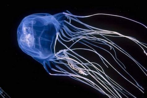 Irukandji Jellyfish | The smallest types of jellyfish and probably the most poisonous out of all of them as well. Don’t let the small size fool you. It’s deep blue color is more than enough indication that this little jellyfish is extremely venomous. Blue Jellyfish, In The Ocean, Jellyfish, The Ocean, Floating, Swimming, Water, Blue