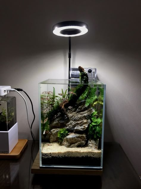 Mini Aquarium Ideas, Aquascape Mini, Mini Aquascape, Spongebob Fish Tank, Aquarium Setup Ideas, Modern Aquarium, Nano Aquascape, Aquarium Mini, Fish Diy