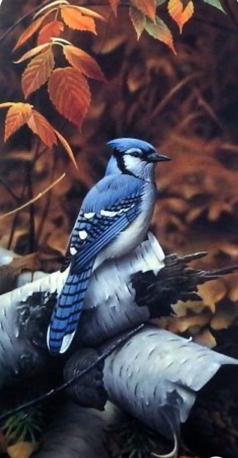 Wild Birds Photography, Blue Jay Bird, Bird Carving, Jay Bird, Wild Bird, Bird Artwork, Backyard Birds, Bird Pictures, Paint By Numbers