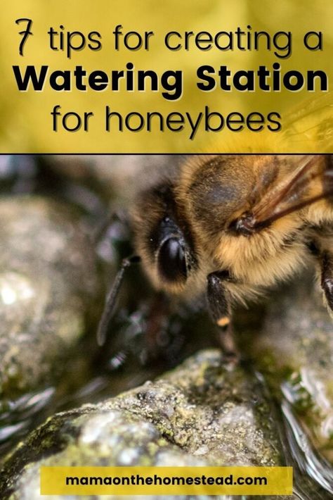 How To Help Bees, Bee Watering Station, Water For Bees, Pollinator Garden Design, Honey Bee Garden, Bee Friendly Garden, Hydration Station, Backyard Beekeeping, Honey Diy