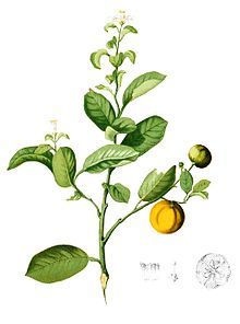 Calamondin - Wikipedia, the free encyclopedia Delphinium Bouquet, Calamansi Juice, Tangerine Tree, Mandarin Tree, Plant Book, Citrus Trees, Orange Tree, Tree Illustration, Tree Tattoo