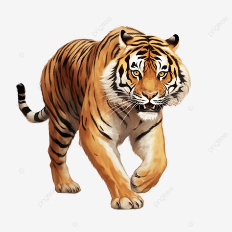 stretched out legs and a dynamic pose to convey speed agility tiger clipart tiger wildlife clipart Tiger Clipart, Dynamic Pose, Sky Images, Transparent Image, Dynamic Poses, Png Transparent, Big Cats, Free Png, Png Image