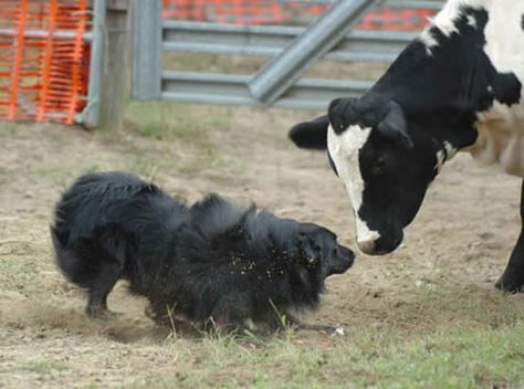 Australian Shepherd Herding Working Australian Shepherd, Herding Cattle, Australian Shepherd Border Collie Cross, Australian Shepherd Black And Tan, Australian Shepherd Hiking, Australian Shepherd On Farm, Aussie Dogs, Australian Shepherd Dogs, Herding Dogs