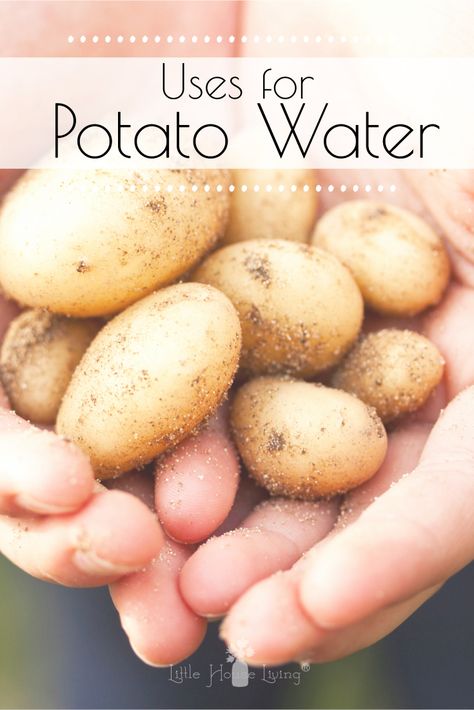 Potato water is an incredibly useful ingredient to keep on hand. Learn how to save potato water and use it in everything from your food to your garden! #potatowater #kitchenscraps #frugallivingtips Potato Water Bread, Potato Water For Plants, Potato For Skin, Making Moonshine, Potato Water, Boiling Potatoes, Pack For Glowing Skin, Face Pack For Glowing Skin, Living Cheap