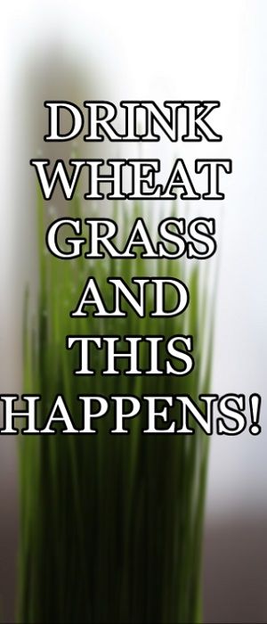 The Amazing Benefits of Drinking Wheat Grass Daily.  The Surprising Benefits of this green super food. Wheat Grass Benefits, Wheat Grass Juice, Wheatgrass Benefits, Wheatgrass Juice, Wheat Grass Shots, Amazing Grass, Energy Shots, Wellness Shots, Healing Foods