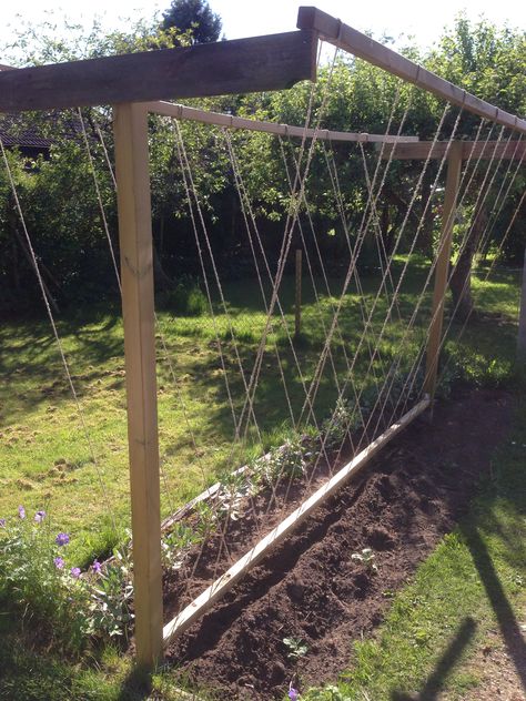 Runner Bean Trellis Ideas, Runner Beans Support, Runner Bean Support, Bean Support Ideas, Bean Support, Winter Vegetable Garden, Bean Trellis, Vegetable Trellis, Allotment Ideas