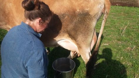 Interested in learning how to hand milk a cow? I've got you covered! With some basic instruction and a bit of practice you'll be good… Family Milk Cow, Milk A Cow, Farm Livestock, Milk Pail, Milk The Cow, House Wash, Dairy Cattle, Milk Supply, Milk Cow