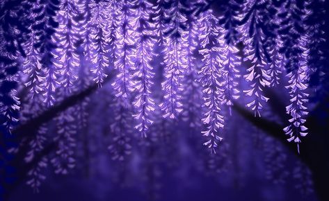 Wisteria Aesthetic Wallpaper, Purple Background Landscape, Purple Aesthetic Desktop Wallpaper, Bg Images, Discord Themes, Notion Aesthetic, Purple Wisteria, Dark Purple Wallpaper, Purple Flowers Wallpaper