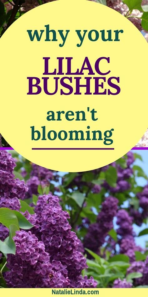 When To Trim Lilac Bushes, Trim Lilac Bush, Trimming Lilac Bushes, How To Trim Lilac Bushes, Miss Kim Lilac Bush, Prune Lilac Bush, Lilac Plant, Flower Tips, Lilac Bush