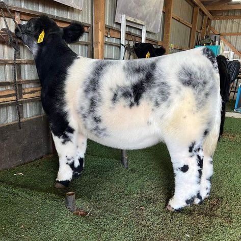 Show Calves, Show Barn Ideas Cattle, Steer Showing, Weaver Livestock, Show Cattle Barn, Club Calf, Show Heifer, Show Livestock, Livestock Showing