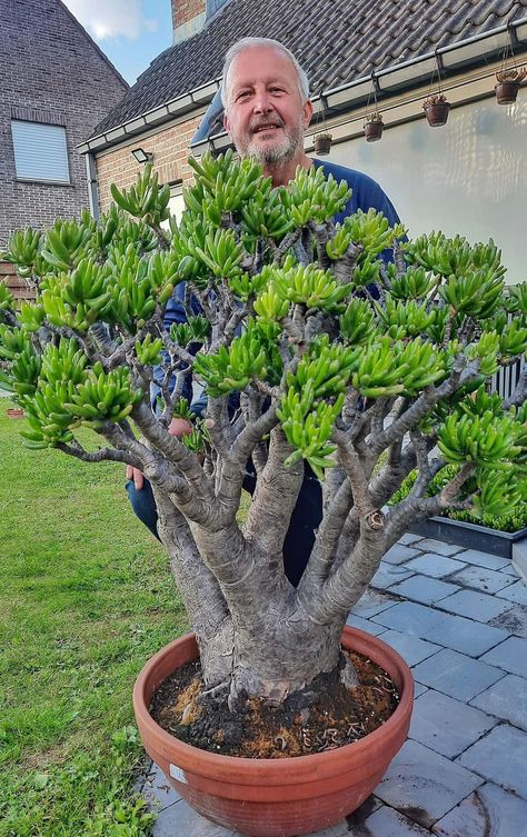 Jade Plant Bonsai, Suculent Plants, Jade Plant Care, Jade Bonsai, Jade Tree, Beautiful Terrariums, Succulent Bonsai, Crassula Ovata, Succulent Gardening