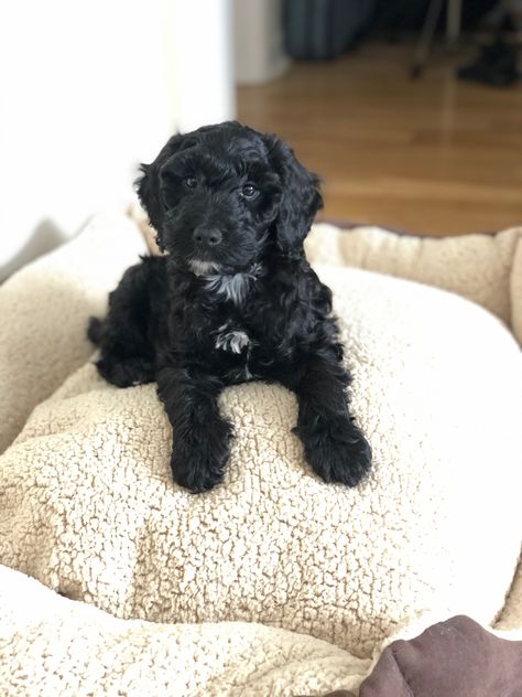 Black Schnoodle, Toy Poodle Puppies Black, Mini Poodle Black, Sproodle Puppies, Black And Tan Cocker Spaniel Puppies, Miniature Poodle Black, Dog Mom, Cute Dogs, Doodles