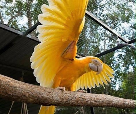 Cool Pets To Own, Macaw Parrot, Rare Animals, Airbrush Art, Pretty Animals, Yellow Bird, Exotic Birds, Pretty Birds, Colorful Birds