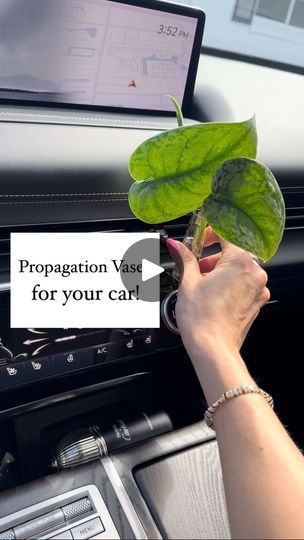 Propagation Vessels, Car Vase, Volkswagen Beetles, Tell Me Something, Garden Yard Ideas, I Remember When, Remember When, Yard Ideas, Volkswagen Beetle