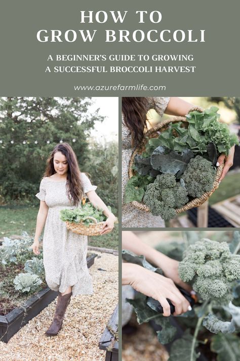 A Beginner's Guide to Growing a Successful Broccoli Harvest - Azure Farm Harvesting Broccoli, Azure Farm, Cabbage Cauliflower, Broccoli Plant, Growing Broccoli, Broccoli Seeds, Fall Crop, Broccoli Sprouts, Organic Compost