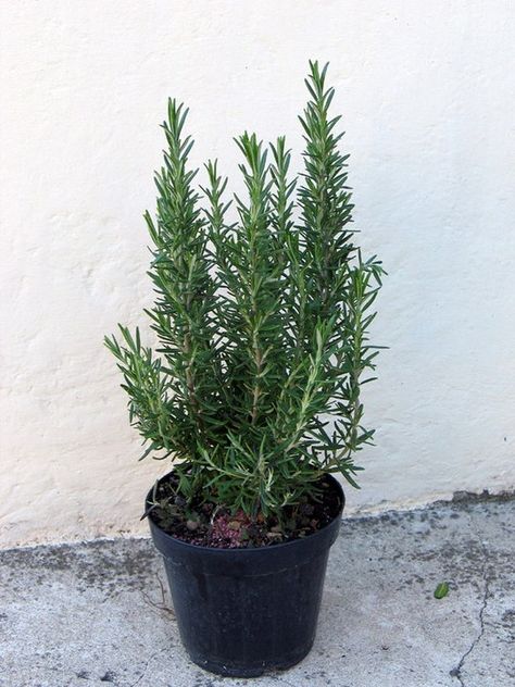 Growing Rosemary Indoors, Plants That Repel Flies, Winter Window Boxes, Window Box Plants, Evergreen Bush, Growing Rosemary, Tattoo Plant, Rosemary Plant, Mosquito Repelling Plants