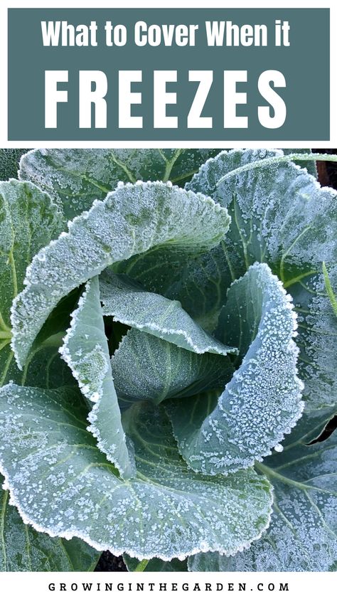 Cover Plants For Freeze, How To Protect Plants From Frost, Plant Covers For Cold Weather, Planting Fruit Trees, Citrus Plant, Porch Plants, Outside Plants, Landscape Plants, Greenhouse Plants