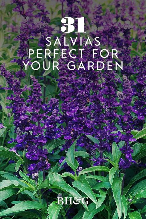 Salvia Garden, Colorado Flowers, Purple Perennials, Salvia Plants, Hampton Garden, Purple Salvia, Purple Flowers Garden, Front Yard Plants, Shade Garden Design