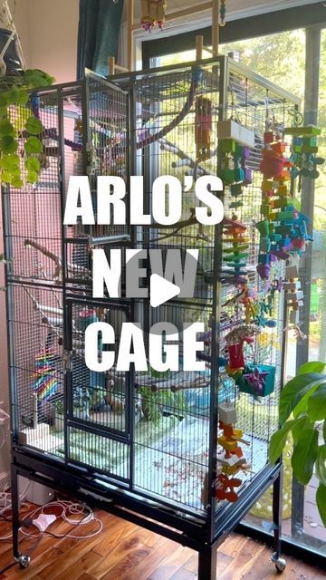 Arlo on Instagram: "Not a sponsor, I just really love this cage and so does Arlo! 🦜♥️ you can find the link in my story highlight, “Arlo’s Toys!”  @exoticnutrition for quality bird cages @reikizenbirdshop for the piñata toy and fountain!  #birds #parrots #birdcages #pets #petbird #conure #conuresofinstagram #conuresonly #conuresofig #parrotsofinstagram #parrotslife #parrotcage #cockatiel #budgie #quakerparrot" Bioactive Bird Cage, Parrot Cage Decoration Ideas, Parrot Cages Ideas, Budgies Bird Cage, Cockatiel Cage Setup Ideas, Conure Cage Setup Ideas, Sun Conure Cage Setup, Parrot Cage Ideas Design, Green Cheek Conure Cage Setup