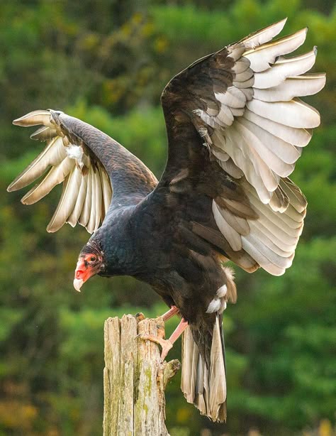 Turkey Vulture, Australian Photography, Backpacking Asia, Vulture Culture, Costa Rica Vacation, Bird Wings, Bird Watcher, Costa Rica Travel, Animal Sketches