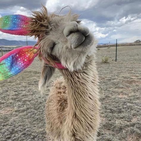 20 Photos of Alpacas That Will All Put a Smile on Your Face Alpaca Pictures, Its Friday, Animal Humour, Alpaca Farm, Cute Alpaca, Cute Llama, Do You, Fluffy Animals, Smile On