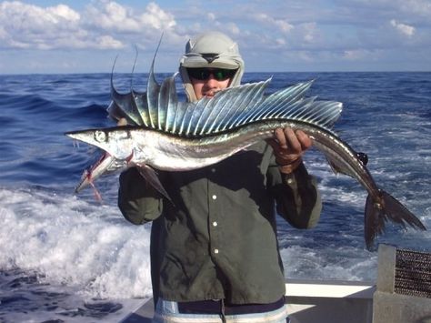 Lancet fish I found floating 150 nautical miles off the coast. - Imgur - Marine Biology Big Game Fishing, Monster Fishing, Fishing Photography, Ocean Fishing, Dump A Day, Random Pictures, Weird Creatures, Gone Fishing, Best Fishing