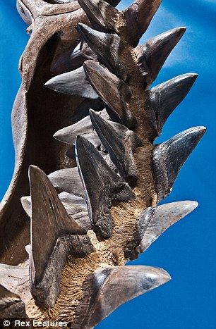 Shark Scary, Megalodon Jaw, Mega Fauna, Prehistoric Monsters, Prehistoric Fossils, Scary Ocean, Sharks Scary, Ancient Fish, Shark Jaw