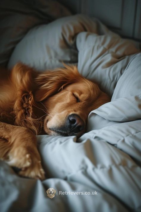 Cozy Golden Retriever, Golden Retriever Sleeping, Adorable Golden Retriever, Dog Sleep, Puppy Dog Eyes, Cozy Dog, Cute Dog Pictures, Dachshund Puppies, Golden Retriever Puppy