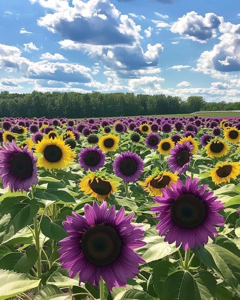 Purple Sunflowers, Purple Sunflower, Purple Petals, Sunflowers And Daisies, Helianthus Annuus, Sun Water, Sunflower Field, Floral Photo, Sunflower Fields